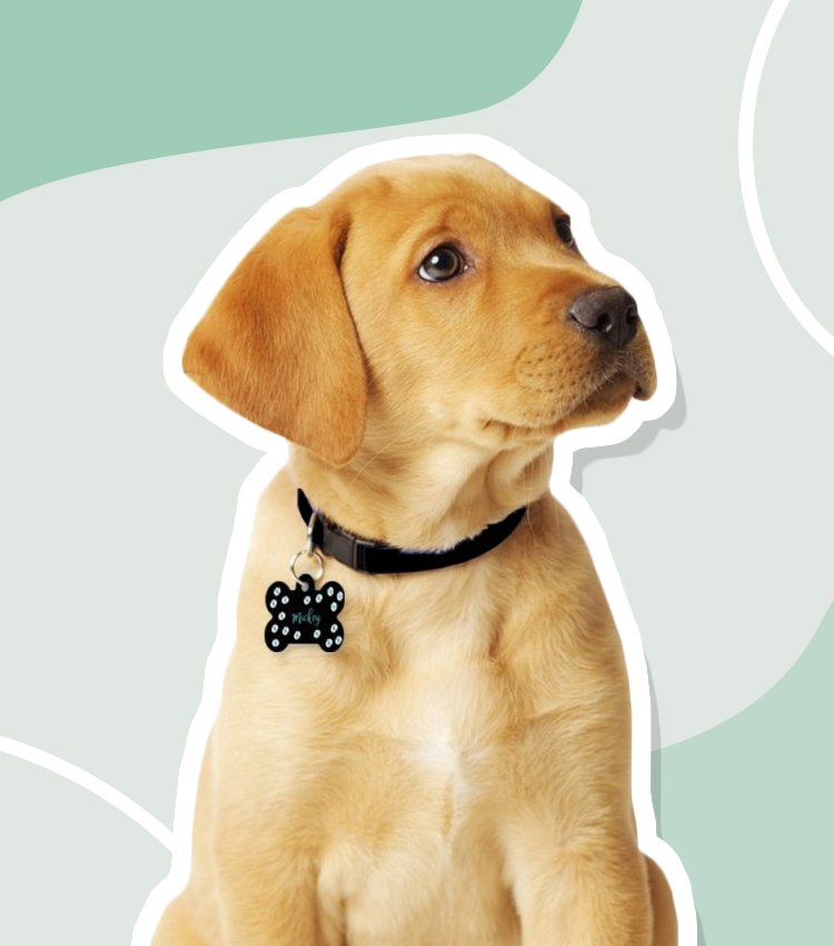 Pup with animal tag printed with name